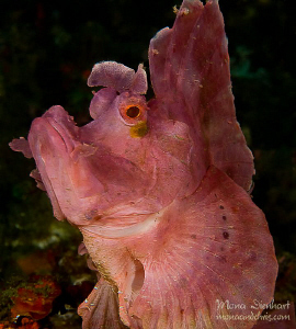 that's my bold side!!!
One day in the Lembeh Strait by Mona Dienhart 